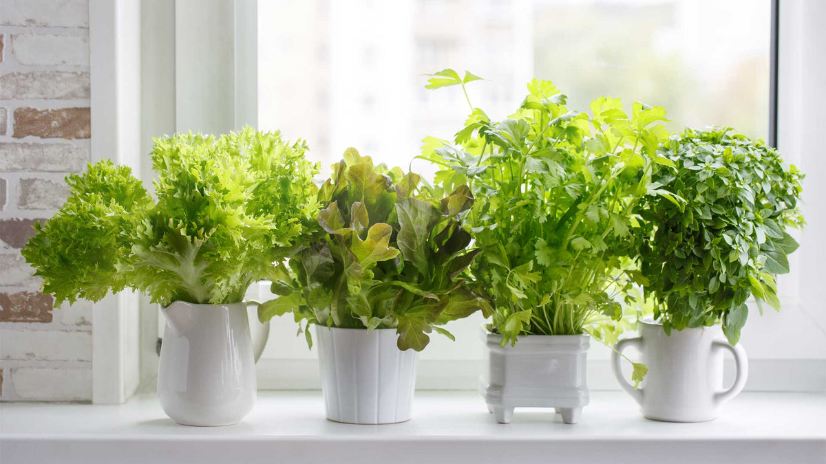 How to Grow Vegetables & Herbs Indoors During Winter? - Satellite Garden Centre