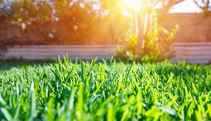 Lawn Care 101 - Satellite Garden Centre