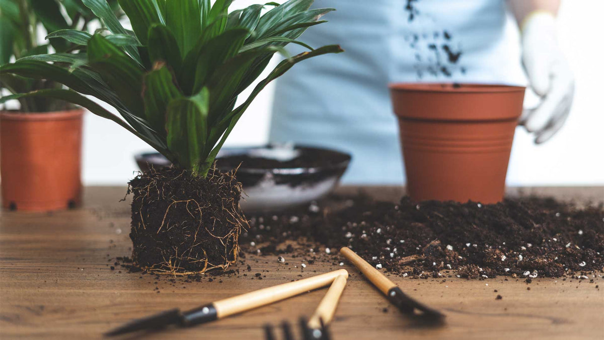 Choosing the Best Plants for Your Soil – Satellite Garden Centre