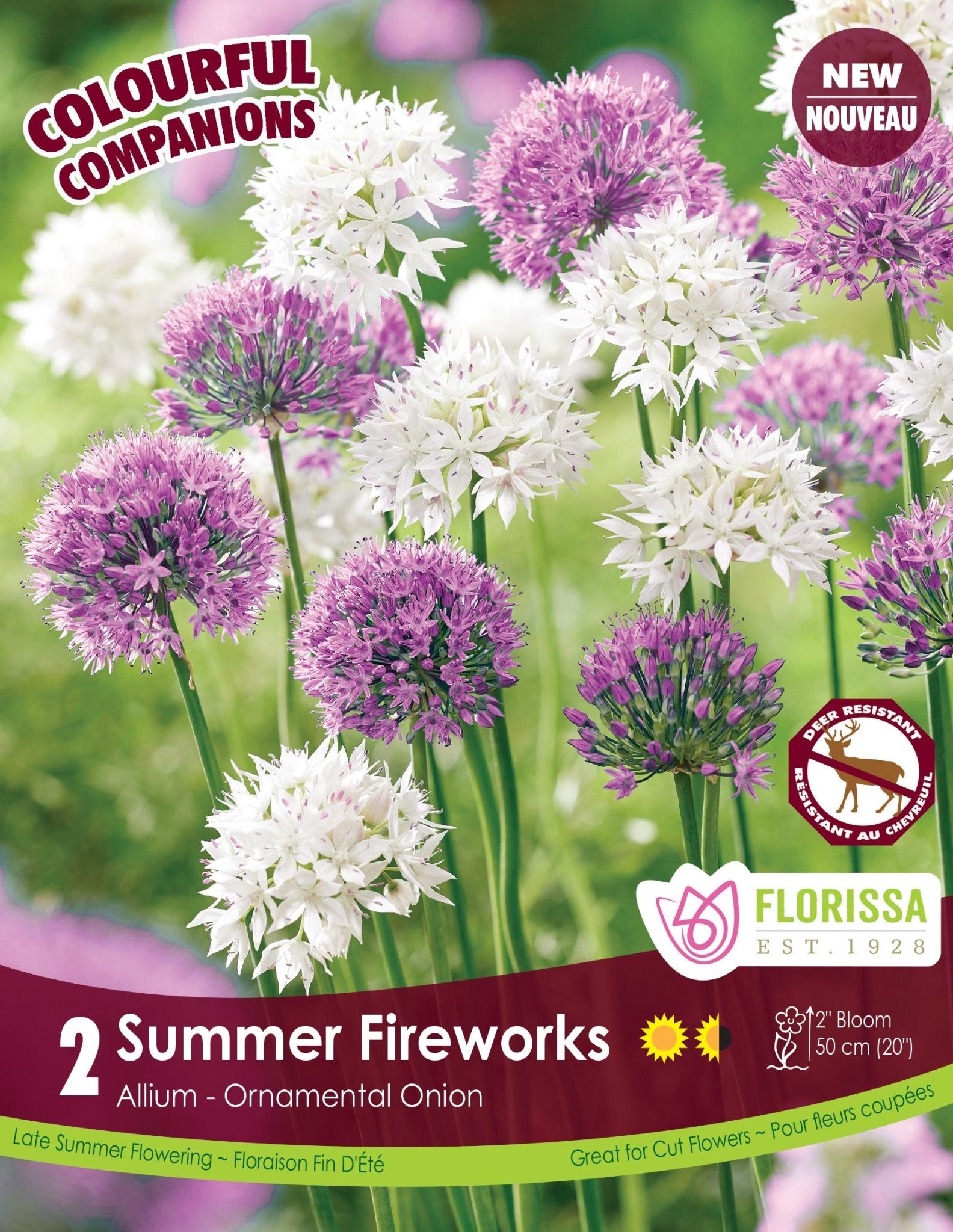 Allium - Summer Fireworks - Satellite Garden Centre