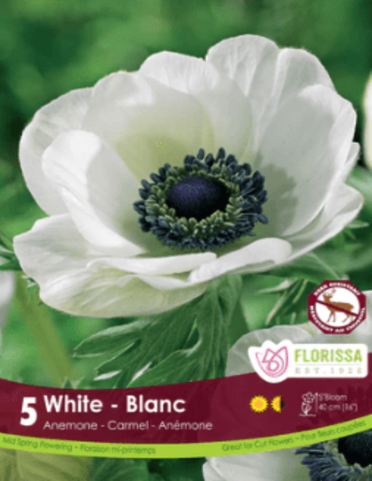 Anemone Carmel White - Satellite Garden Centre