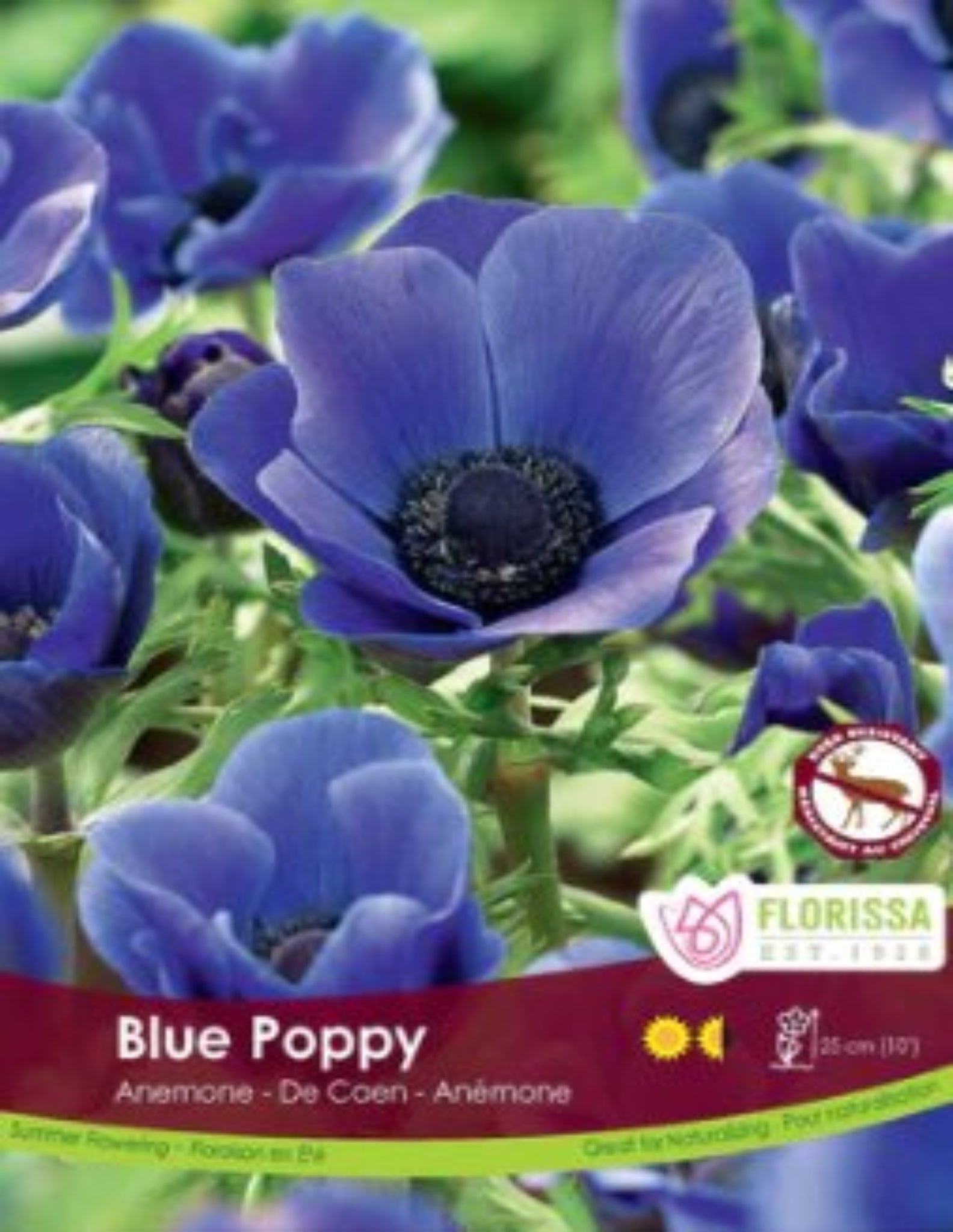 Anemone De Caen Blue Poppy - Satellite Garden Centre