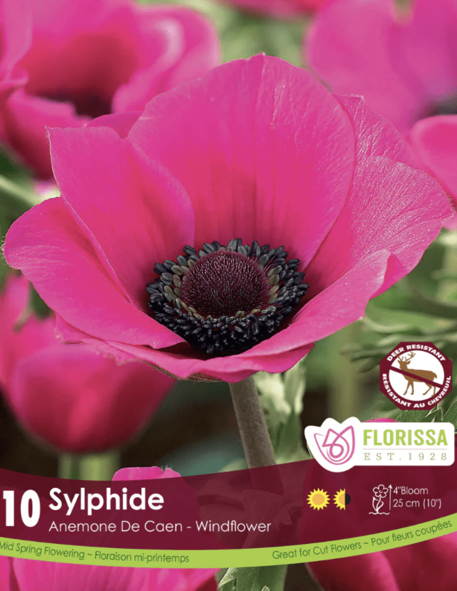 Anemone Sylphide - Satellite Garden Centre