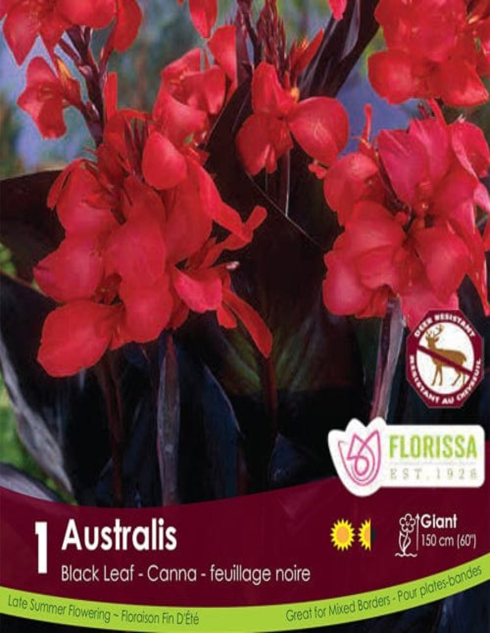 Canna Australis - Satellite Garden Centre