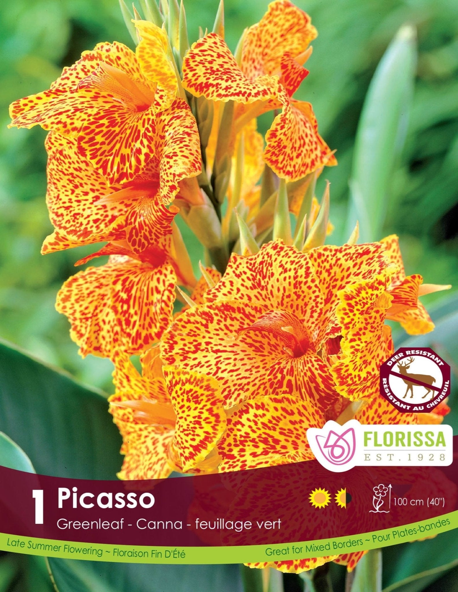 Canna - Green Picasso - Satellite Garden Centre