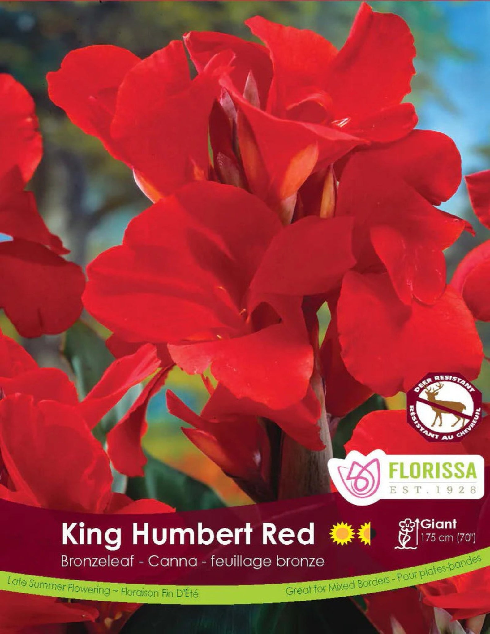 Canna Red King Humbert - Satellite Garden Centre