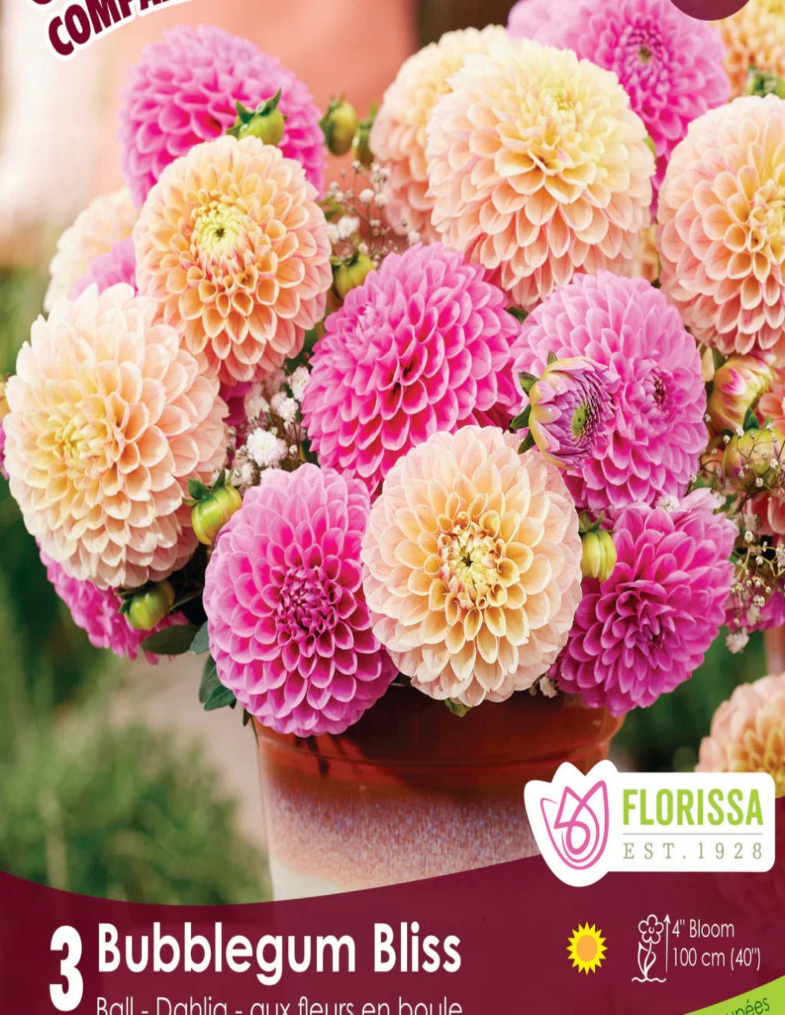 Dahlia - Bubblegum Bliss - Satellite Garden Centre