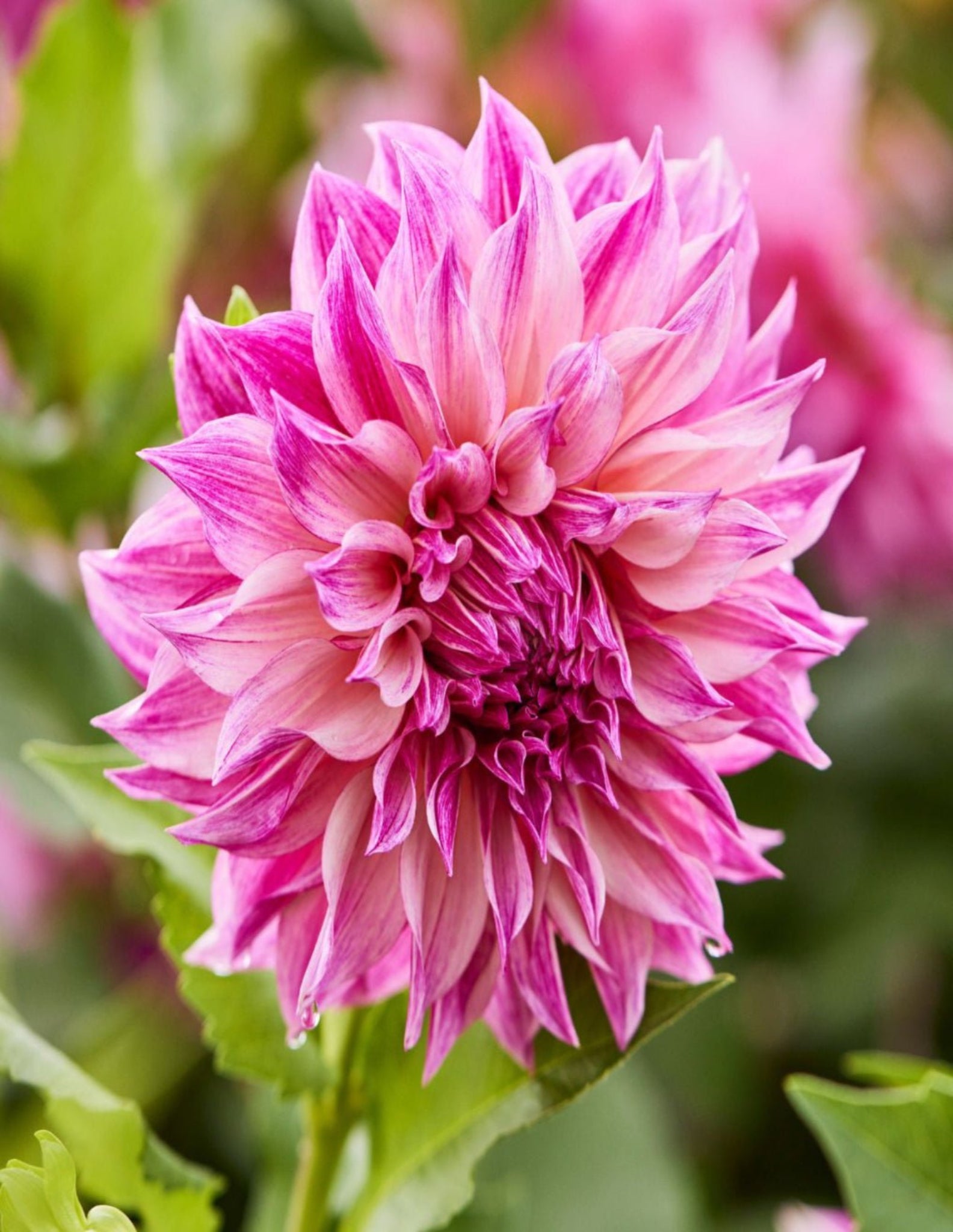 Dahlia Dinnerplate Cafe au Lait Royal - Satellite Garden Centre
