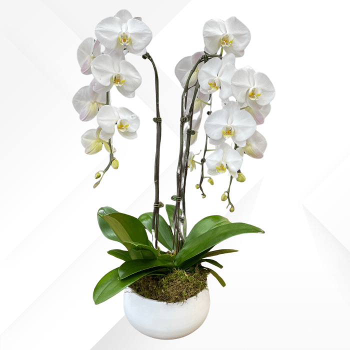 Double Orchid in Ceramic - Sympathy Arrangement Syle #8 - Satellite Garden Centre