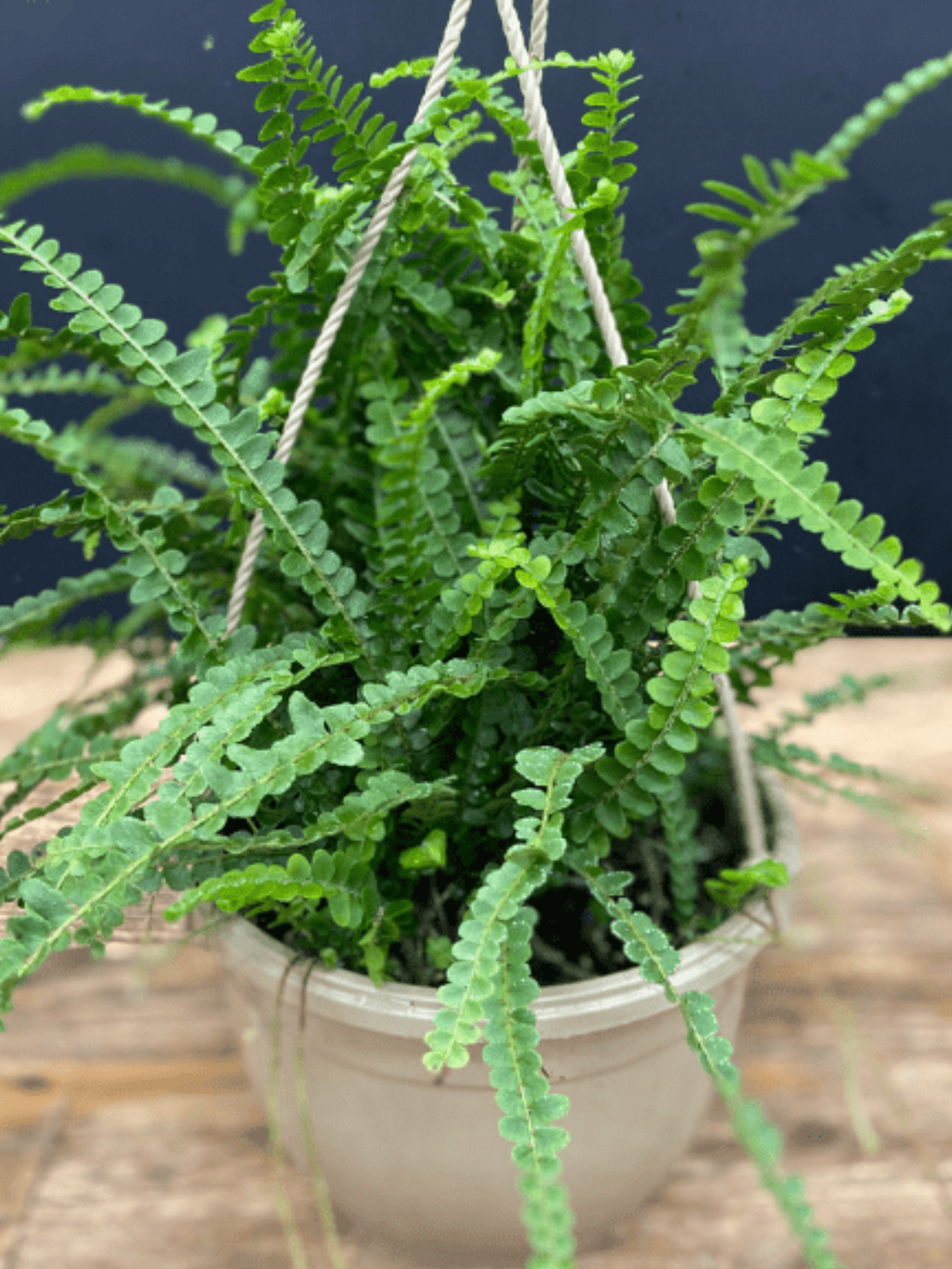 Lemon Button Fern - Satellite Garden Centre