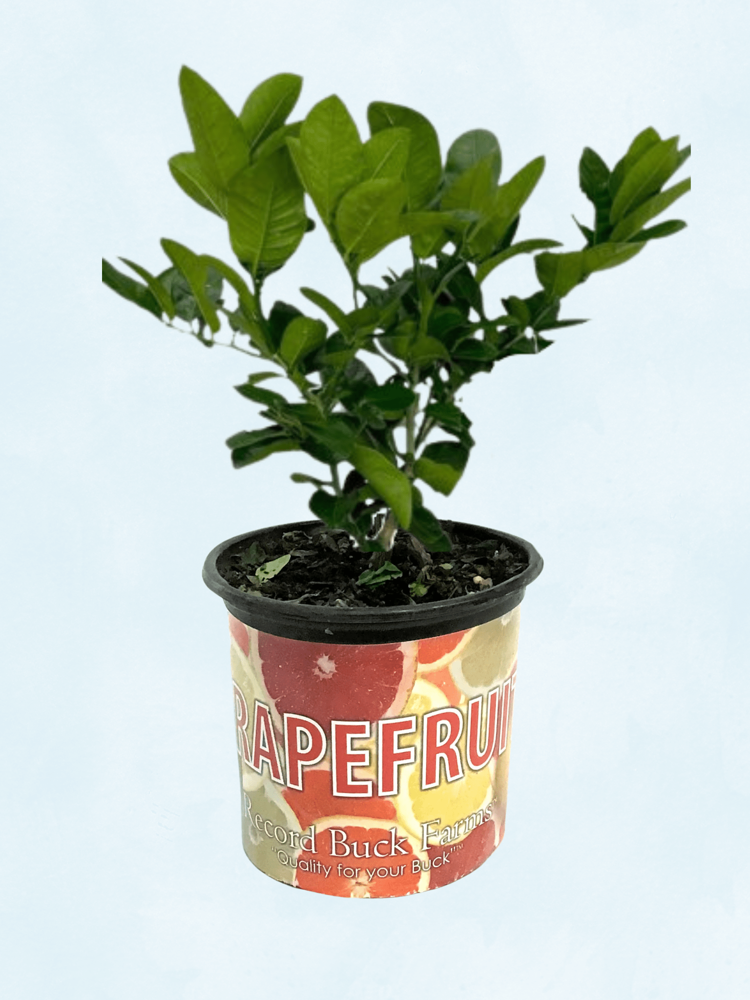 Ray Ruby Grapefruit - Satellite Garden Centre