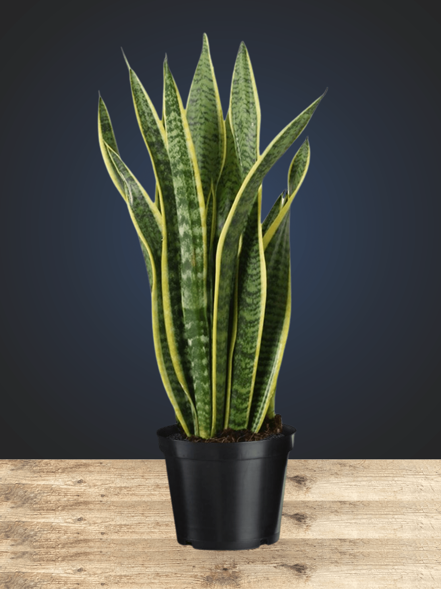 Sansevieria Laurentii - Satellite Garden Centre