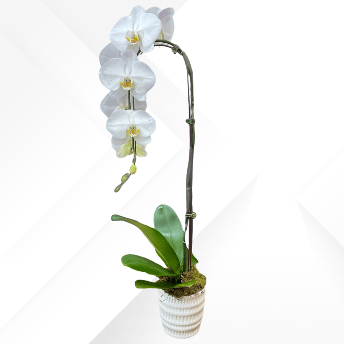 Single Orchid in Ceramic - Sympathy Arrangement Syle #7 - Satellite Garden Centre