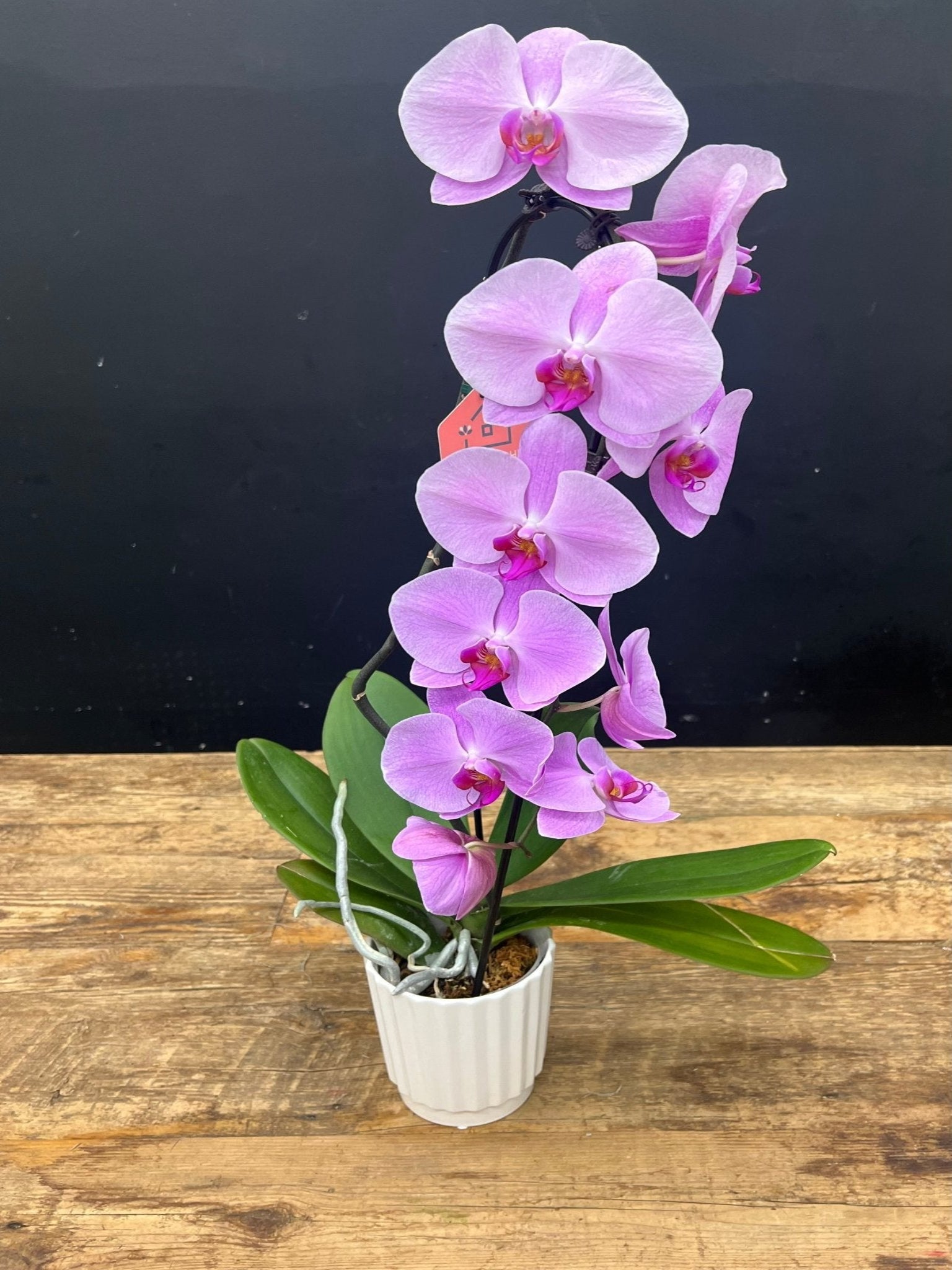 Waterfall Orchid #2 - Satellite Garden Centre