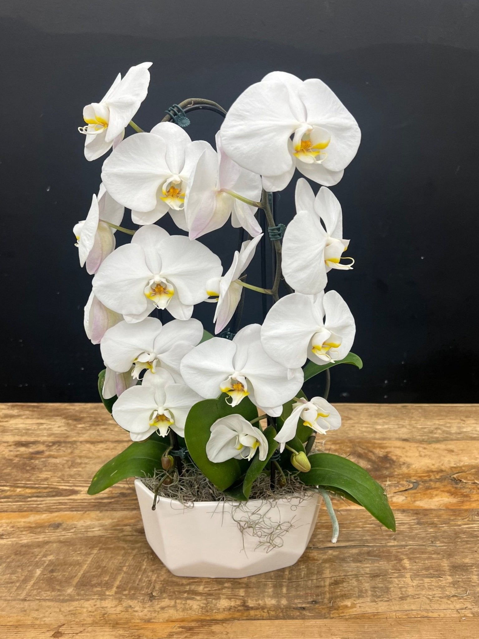 Waterfall Orchid #5 - Satellite Garden Centre