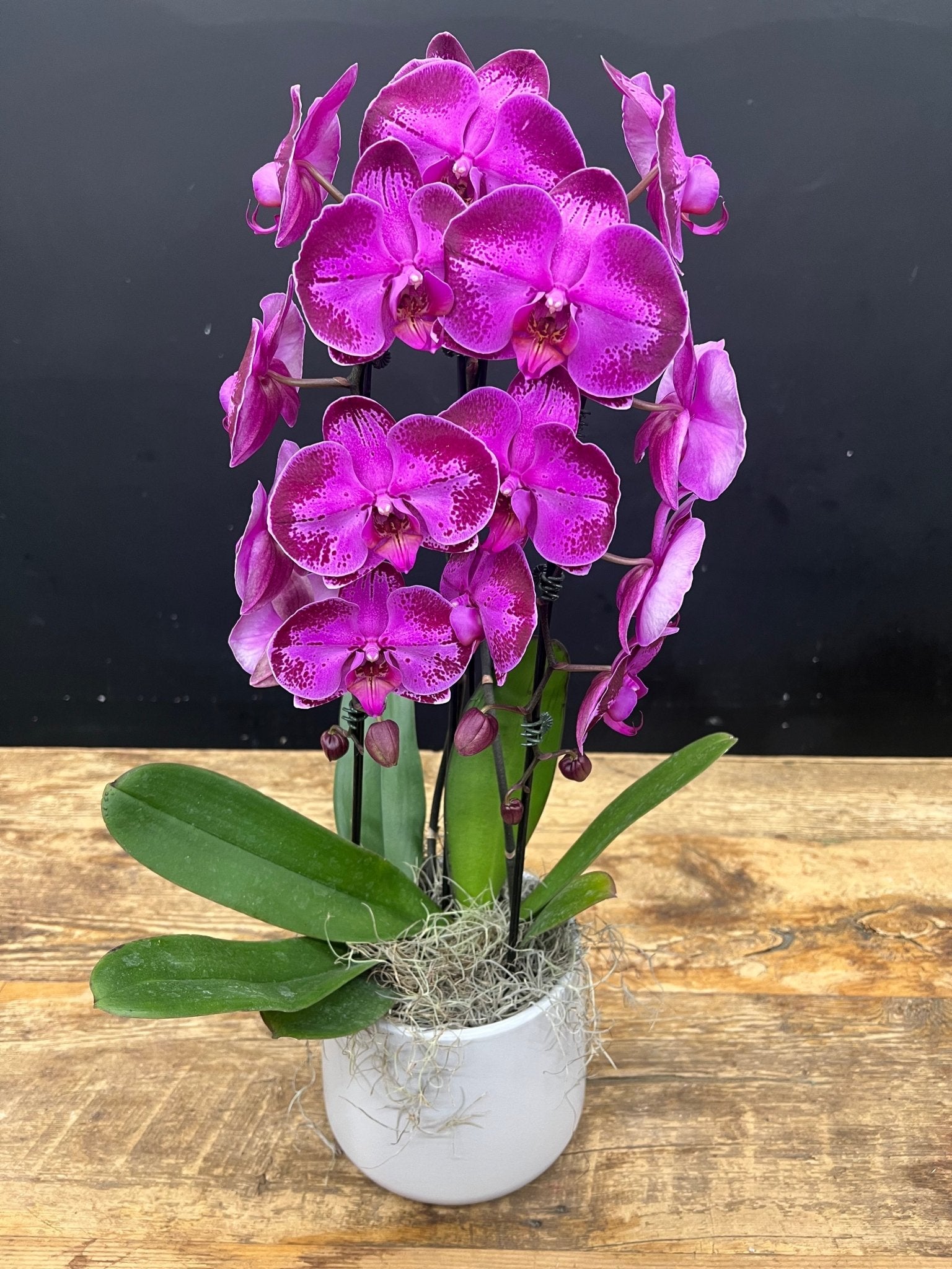 Waterfall Orchid #8 - Satellite Garden Centre