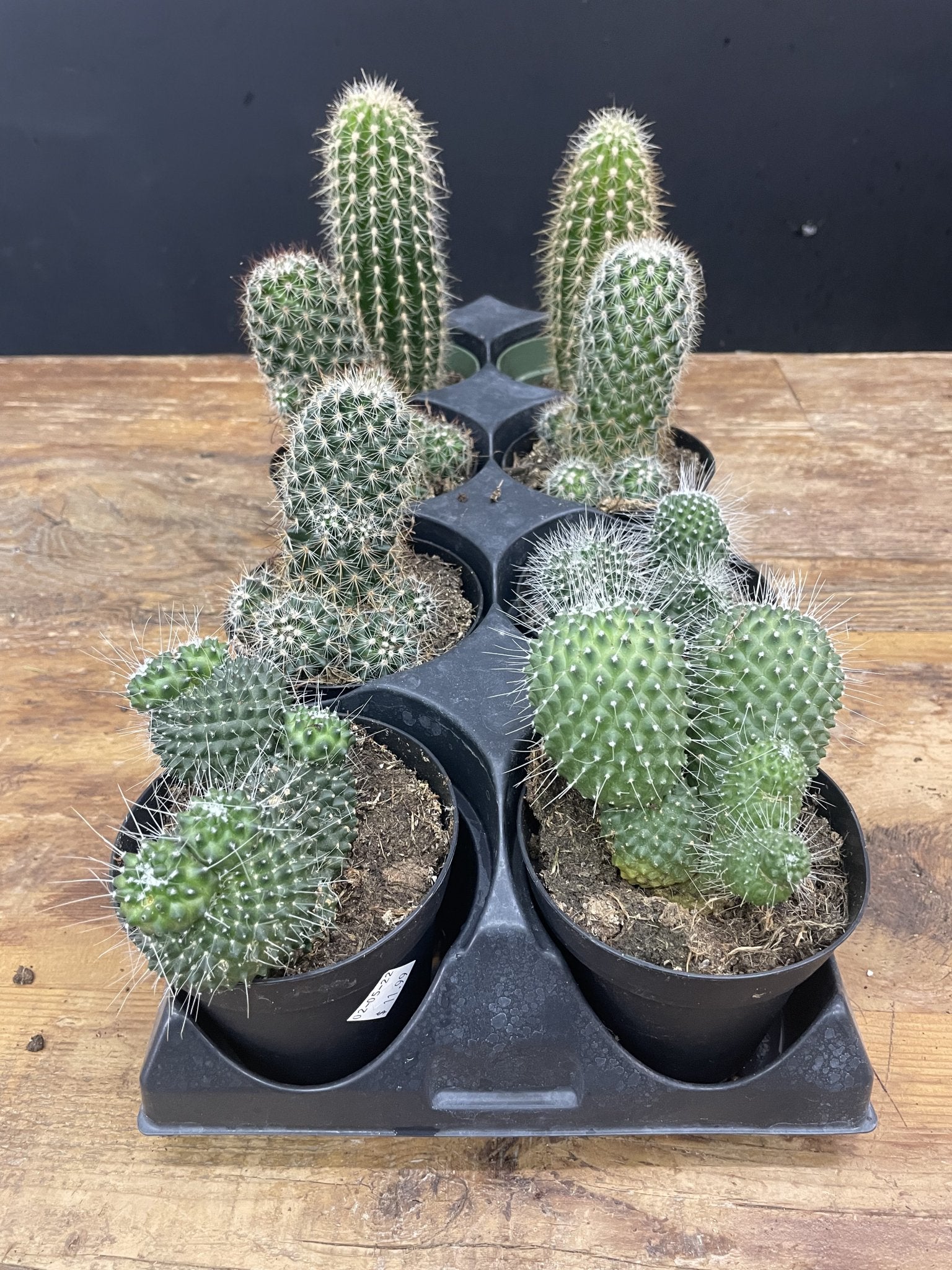 4" Cactus - Satellite Garden Centre