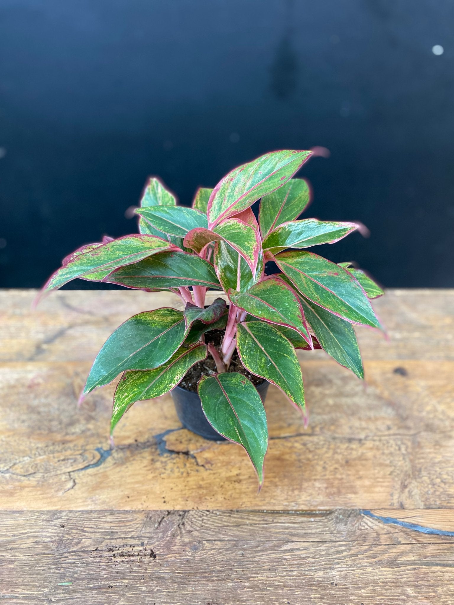 Aglaonema Schmitt - Satellite Garden Centre
