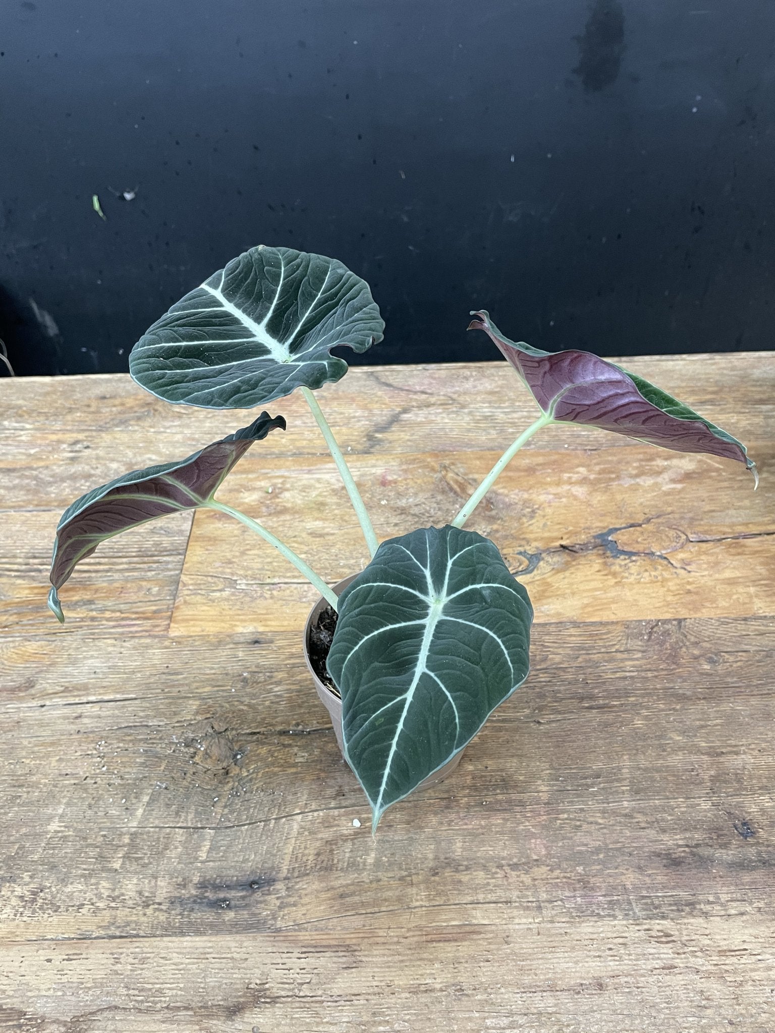 Alocasia Black Velvet 5" - Satellite Garden Centre