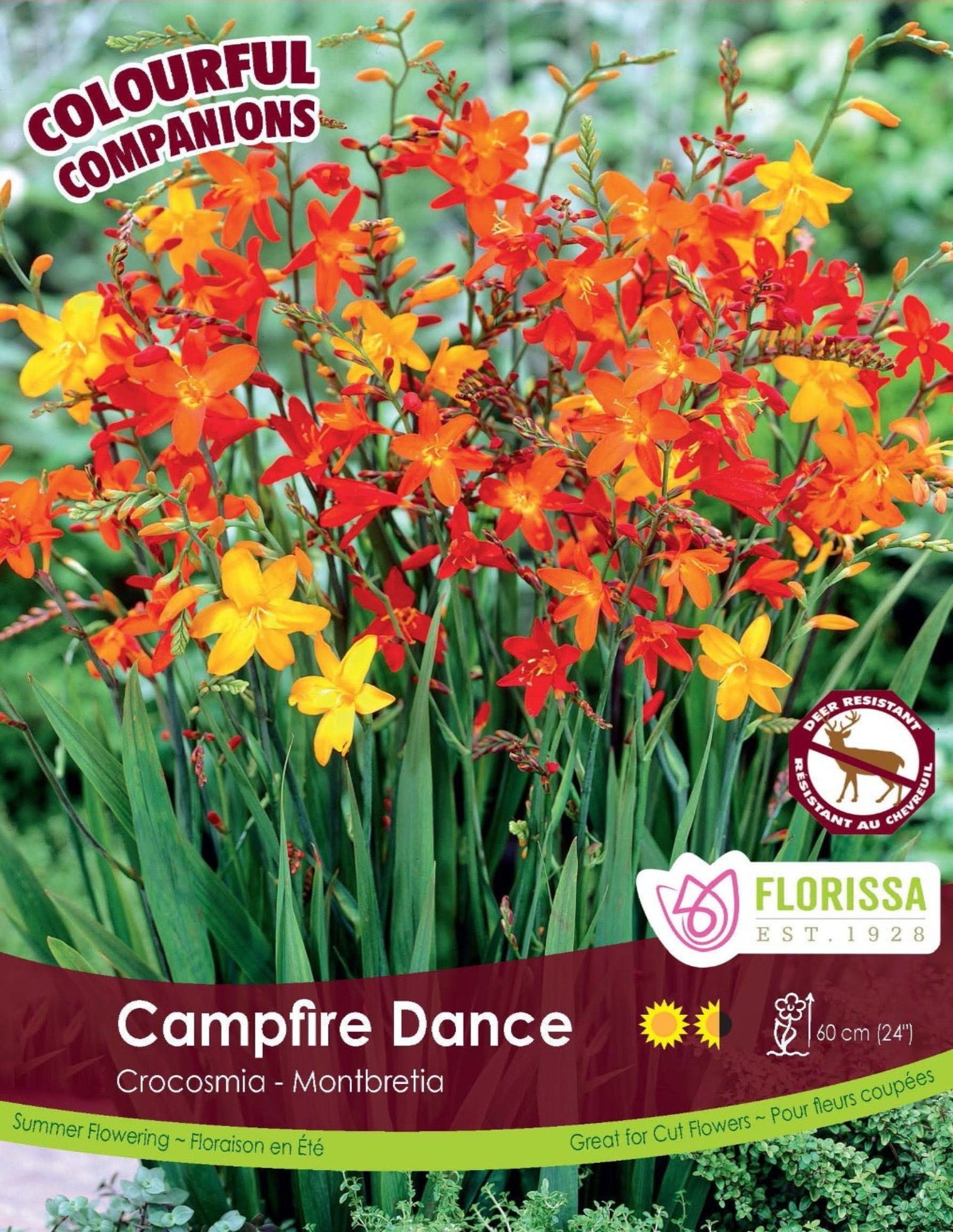 Campfire Dance - Satellite Garden Centre