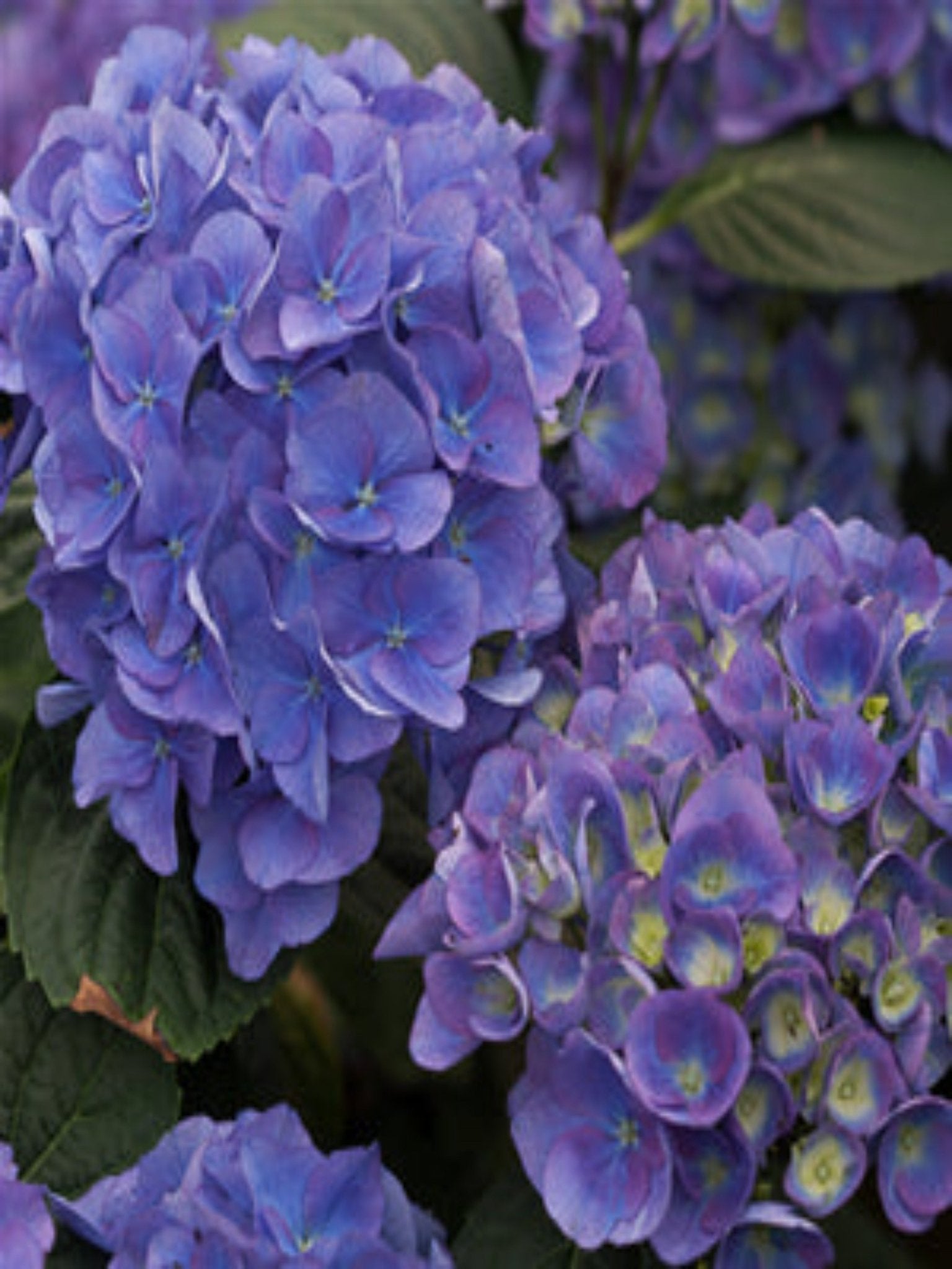 Cityline Venice - Satellite Garden Centre