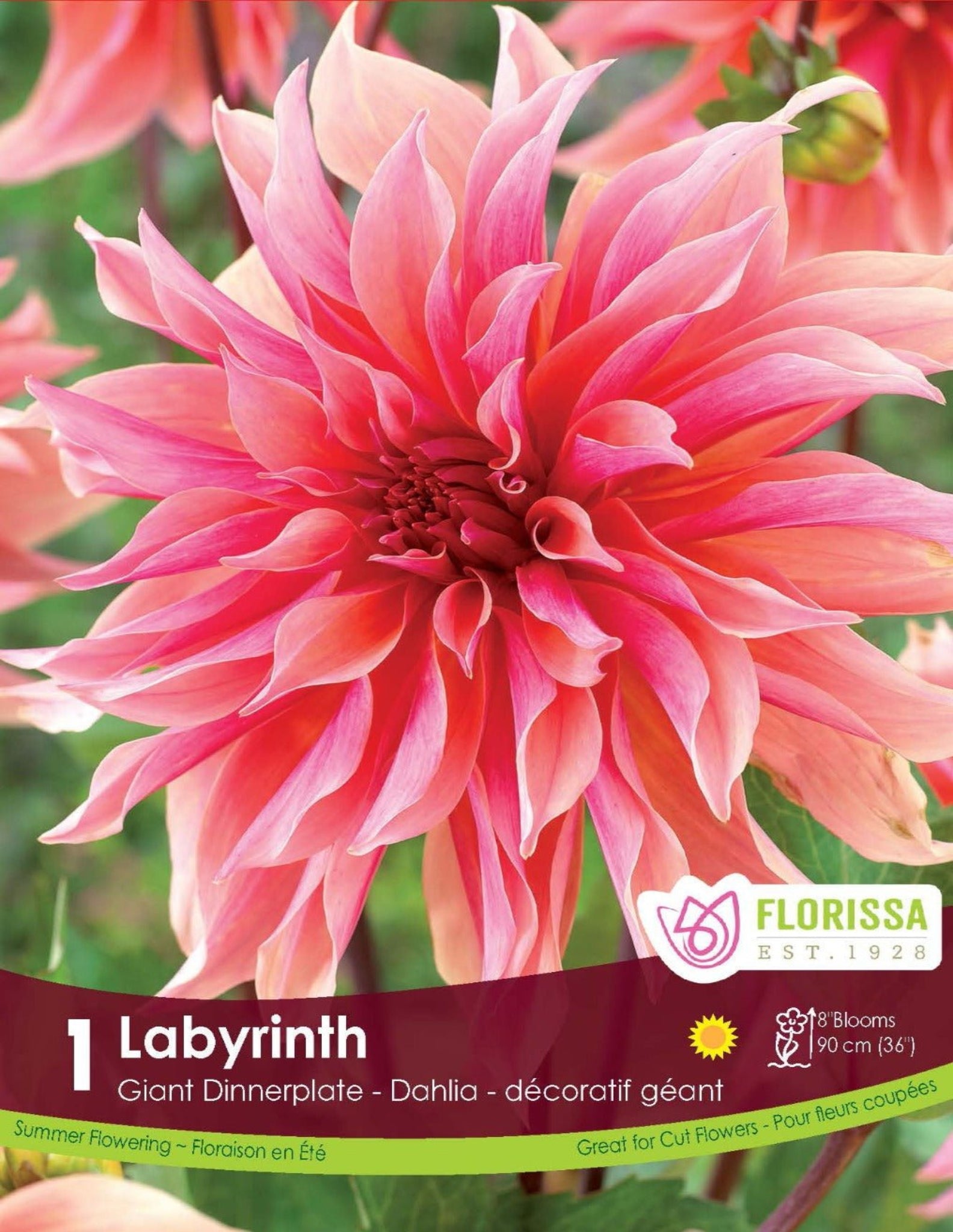 Dahlia Dinnerplate - Labyrinth - Satellite Garden Centre