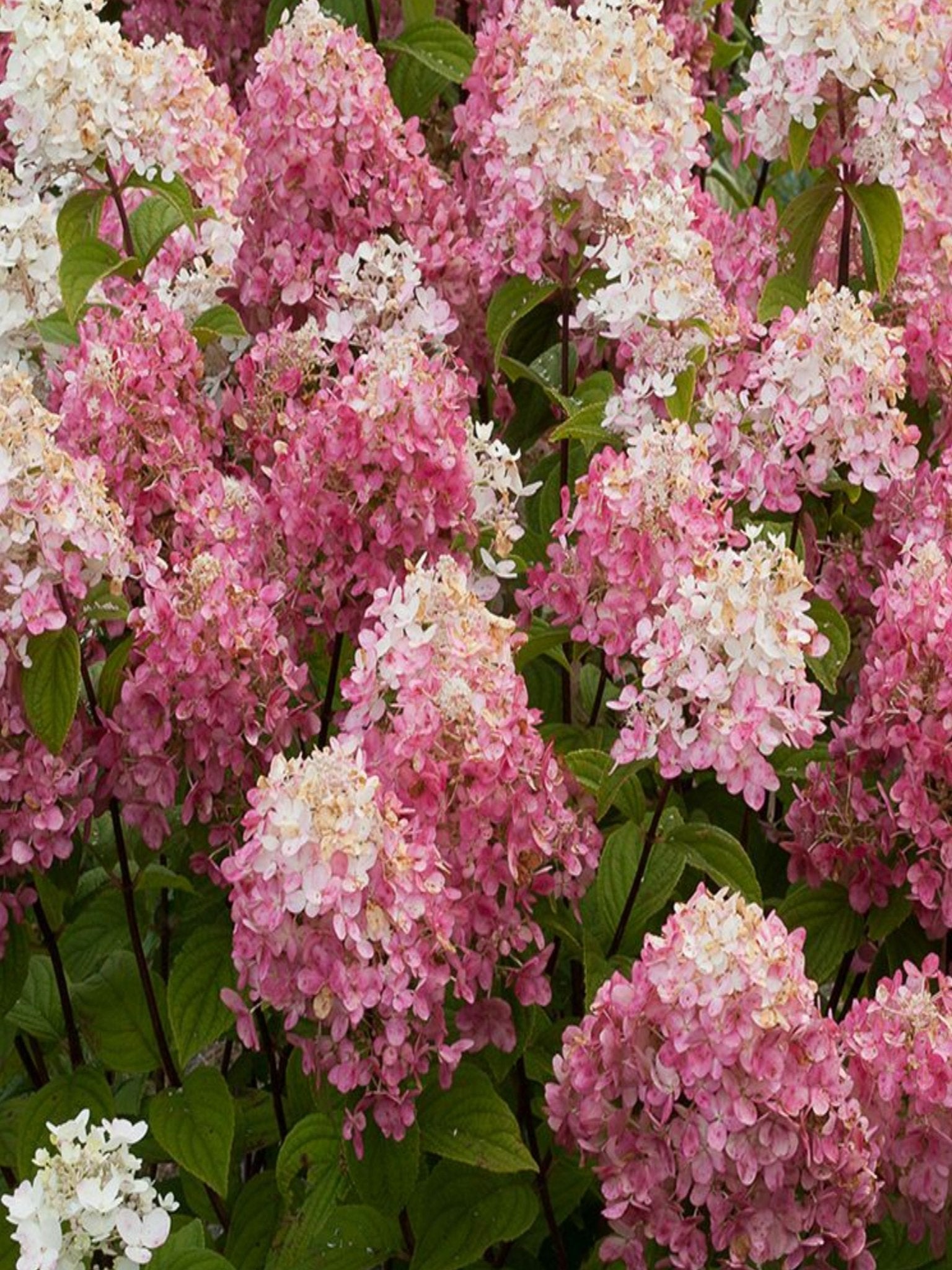 Fire Light - Satellite Garden Centre