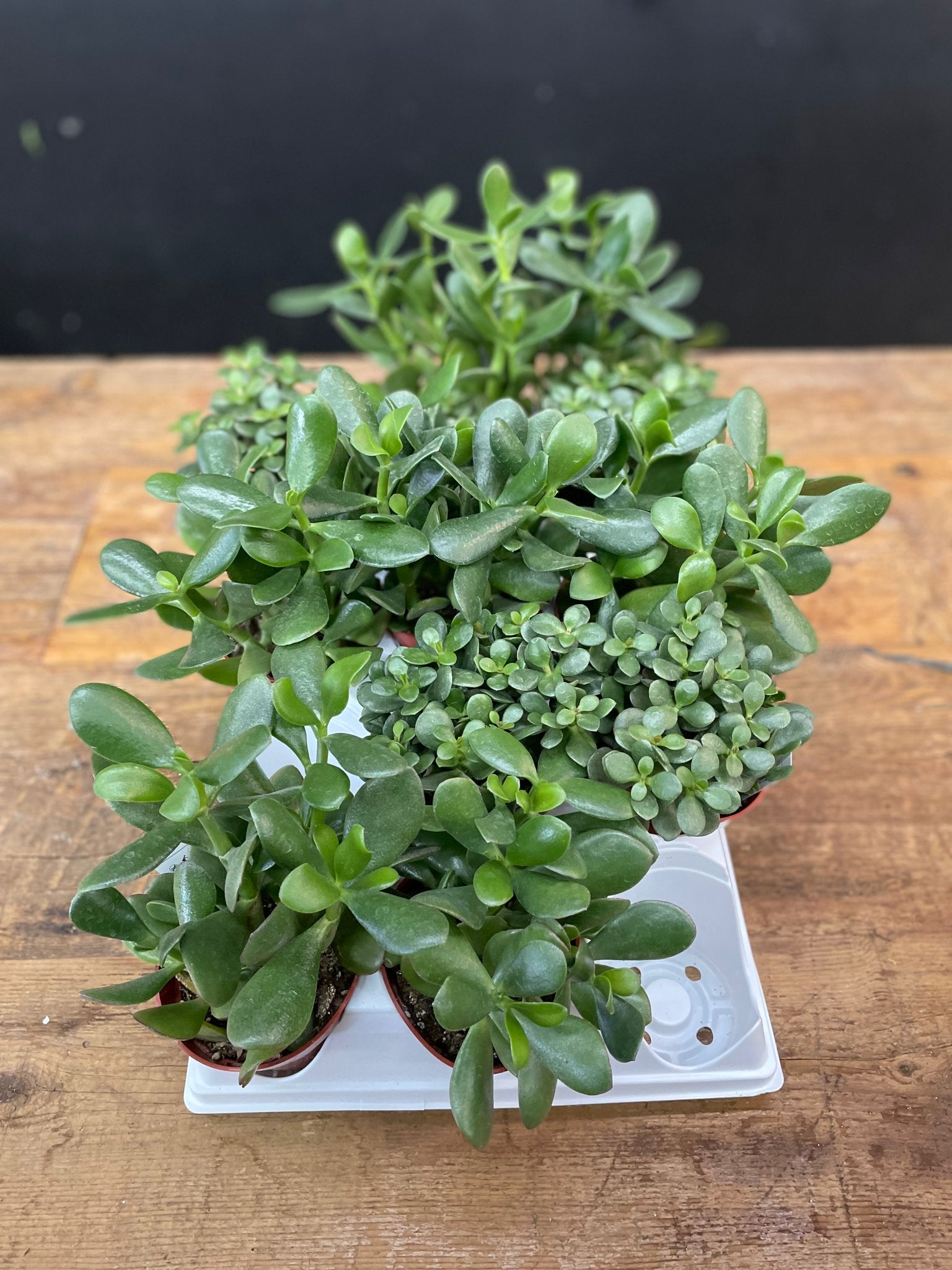 Jades 4” - Satellite Garden Centre