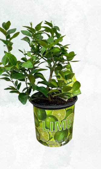 Kaffir Lime - Satellite Garden Centre