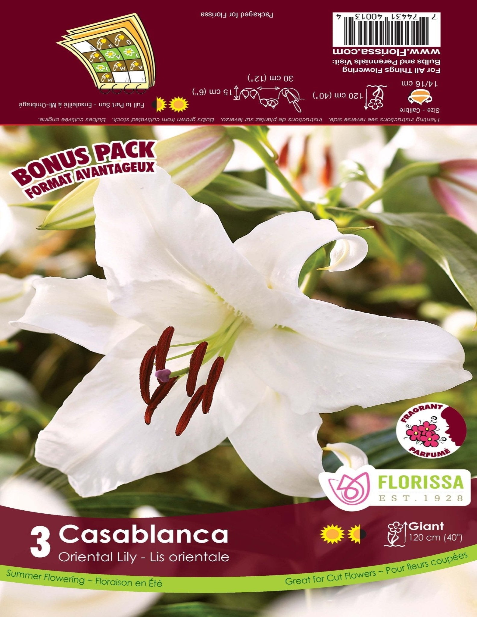 Lily Casablanca - Satellite Garden Centre