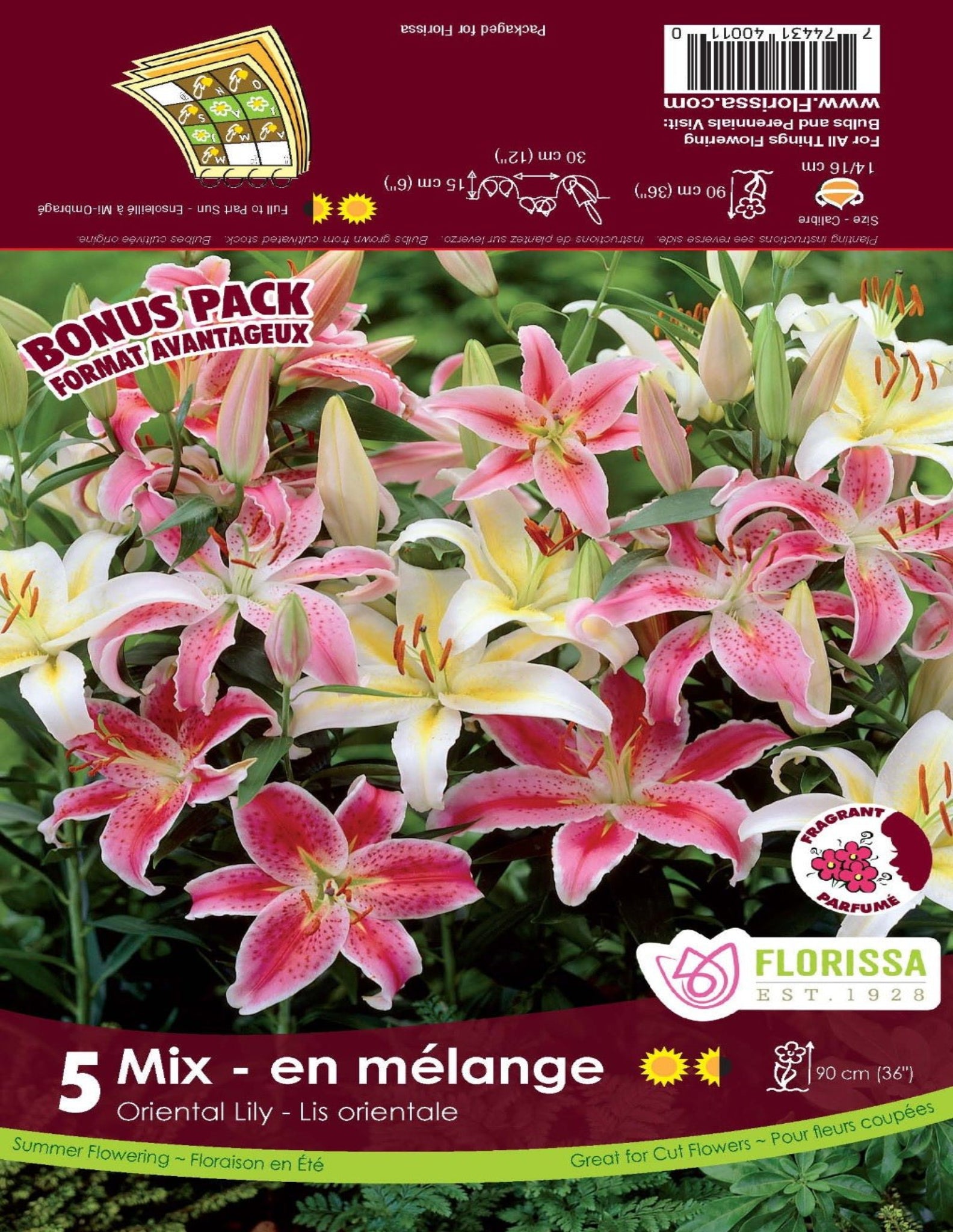 Lily Oriental Mix - Satellite Garden Centre