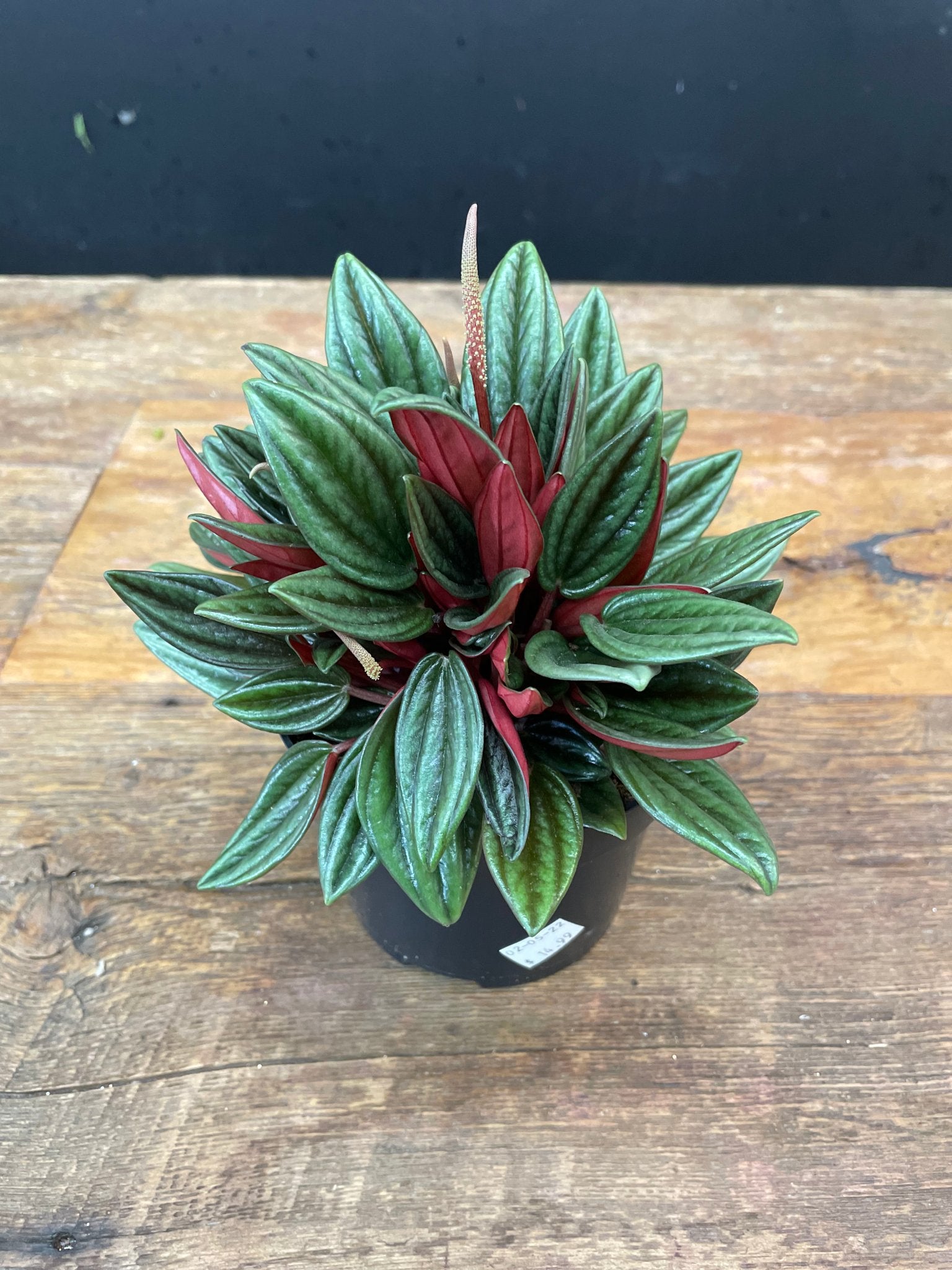 Peperomia Rosso 5" - Satellite Garden Centre
