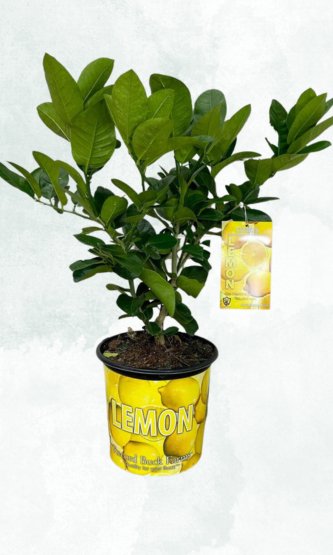 Ponderosa Lemon - Satellite Garden Centre