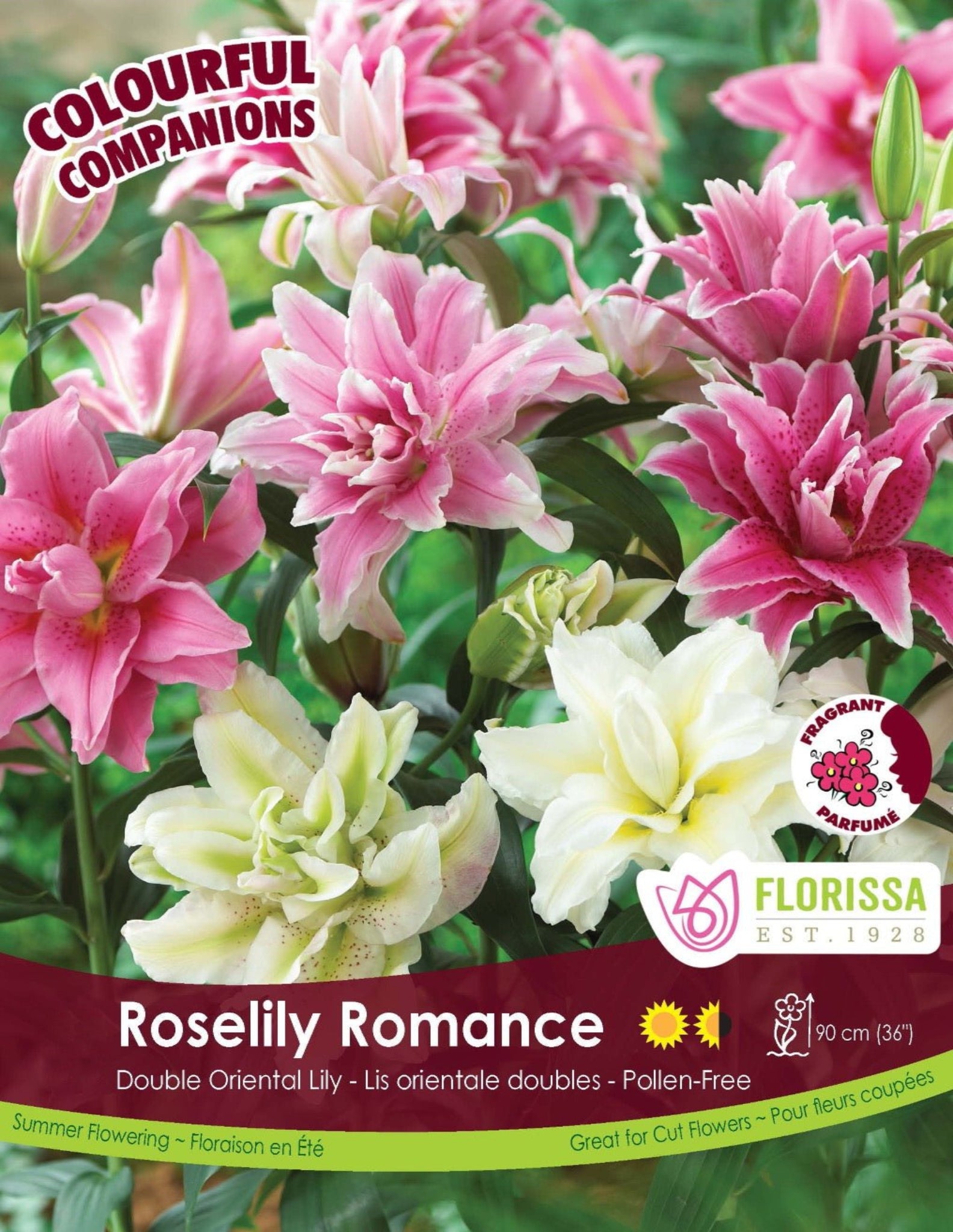 Roselily Romance Mix - Satellite Garden Centre