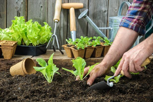 Vegetable Gardening for Beginners - Satellite Garden Centre