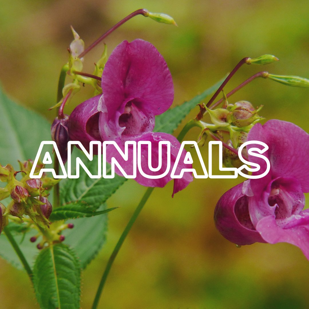 Annuals - Satellite Garden Centre 