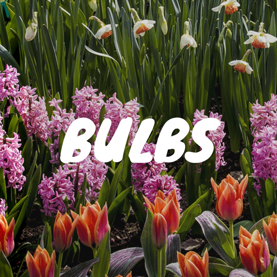 Bulbs - Satellite Garden Centre 