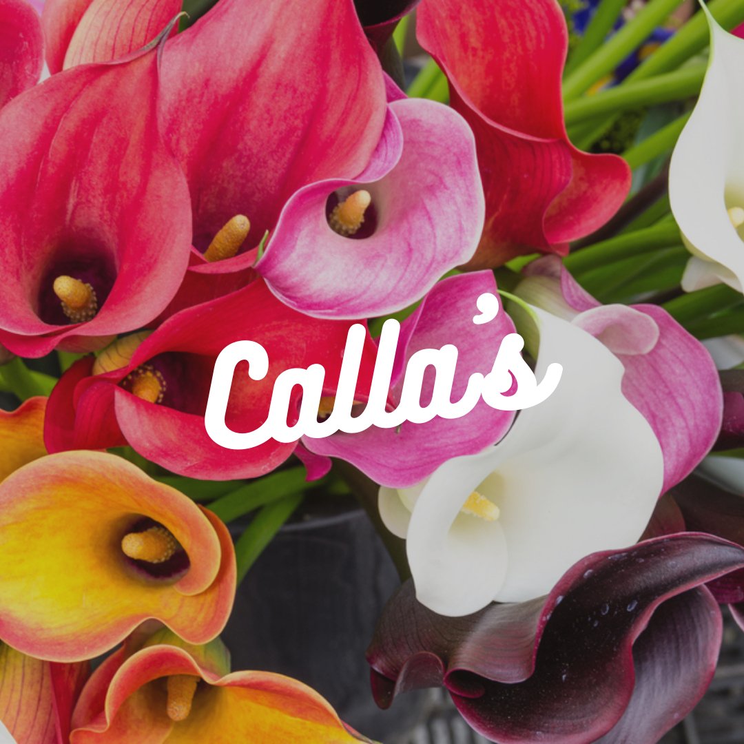 Calla's - Satellite Garden Centre 
