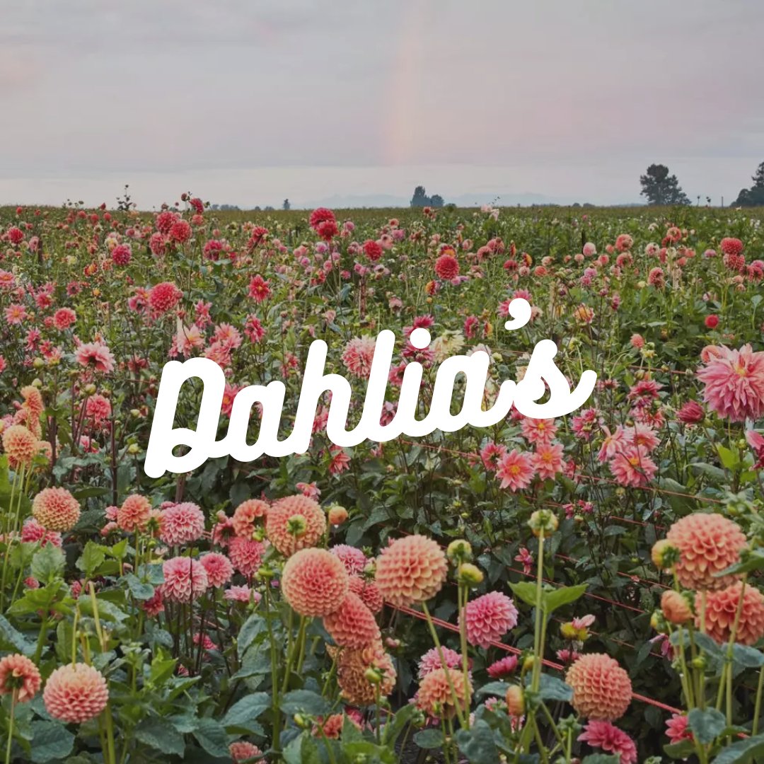 Dahlia's - Satellite Garden Centre 