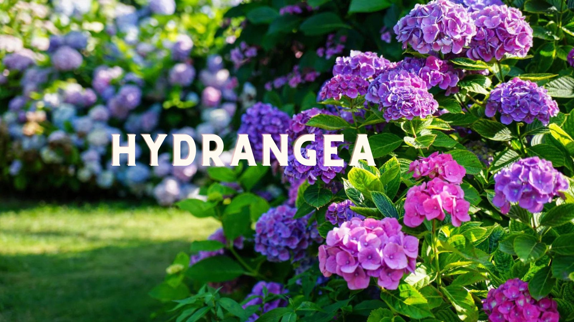 Hydrangea - Satellite Garden Centre 