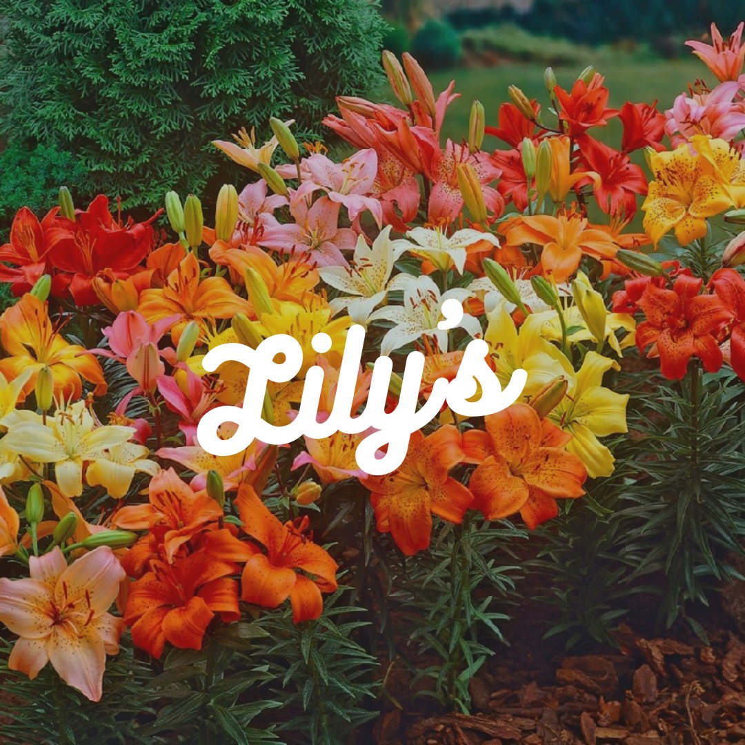 Lily's - Satellite Garden Centre 