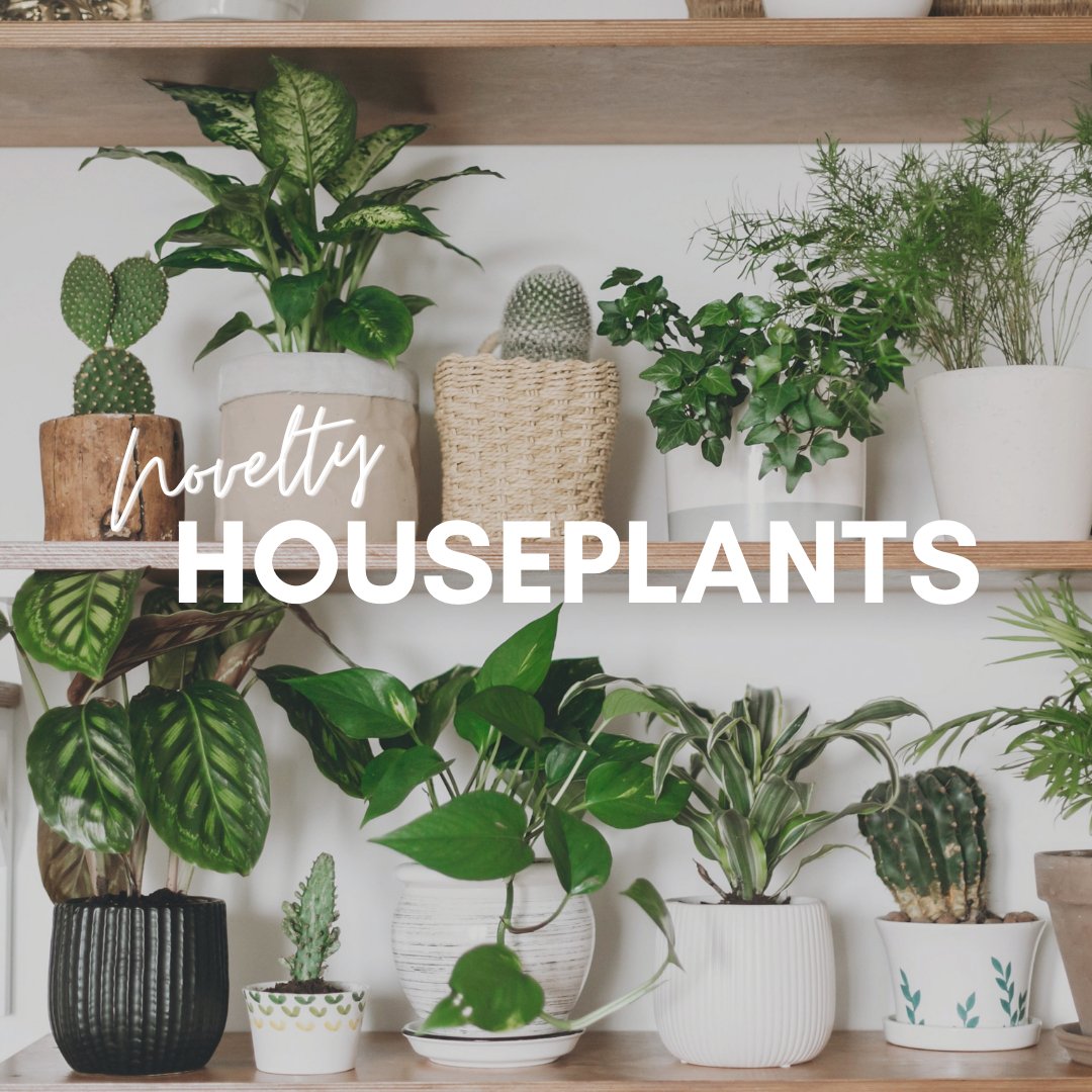Novelty Houseplants - Satellite Garden Centre 