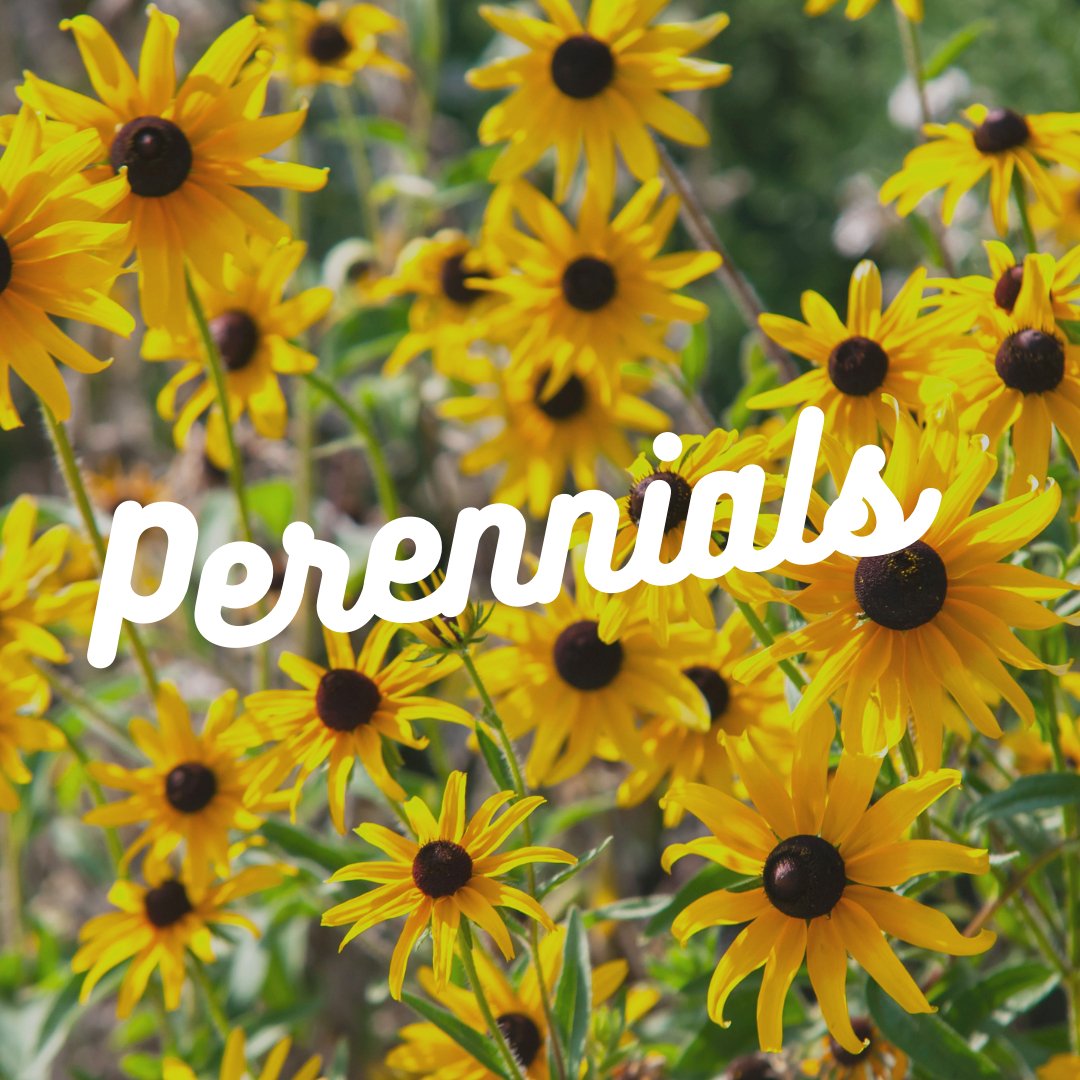 Perennials - Satellite Garden Centre 