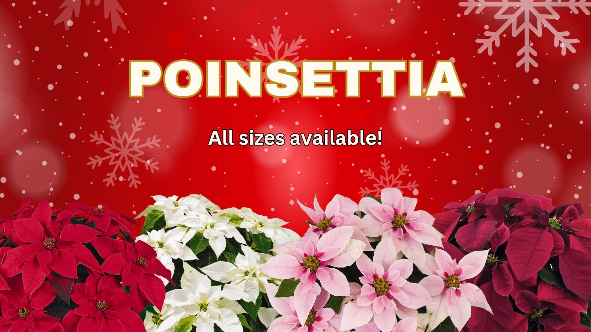 Poinsettia - Satellite Garden Centre 