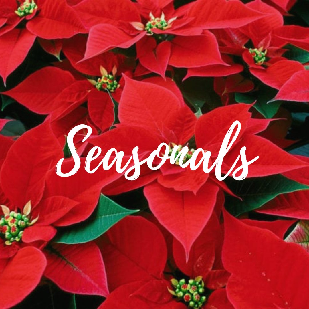 Seasonal Plants - Satellite Garden Centre 