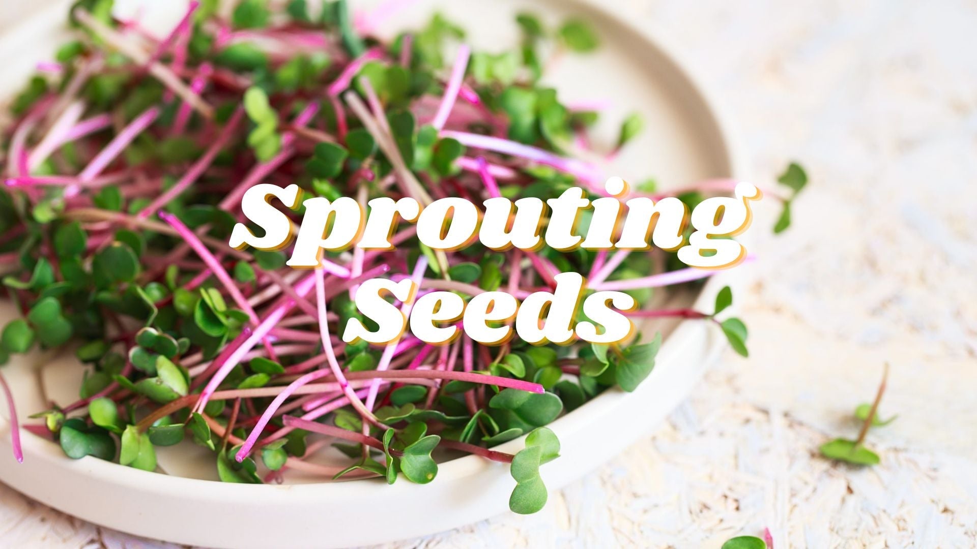 Sprouting Seeds - Satellite Garden Centre 