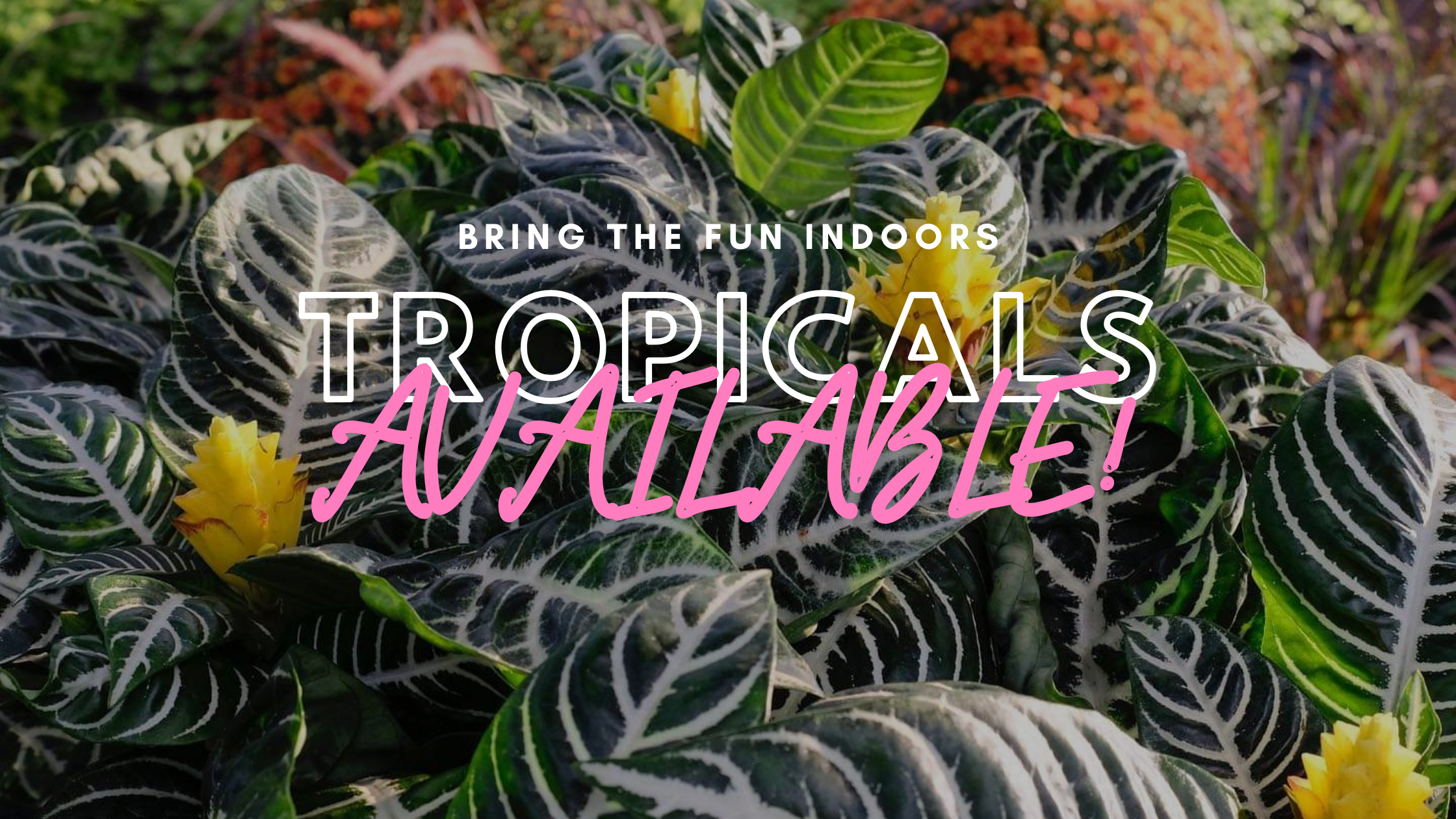 tropicals available