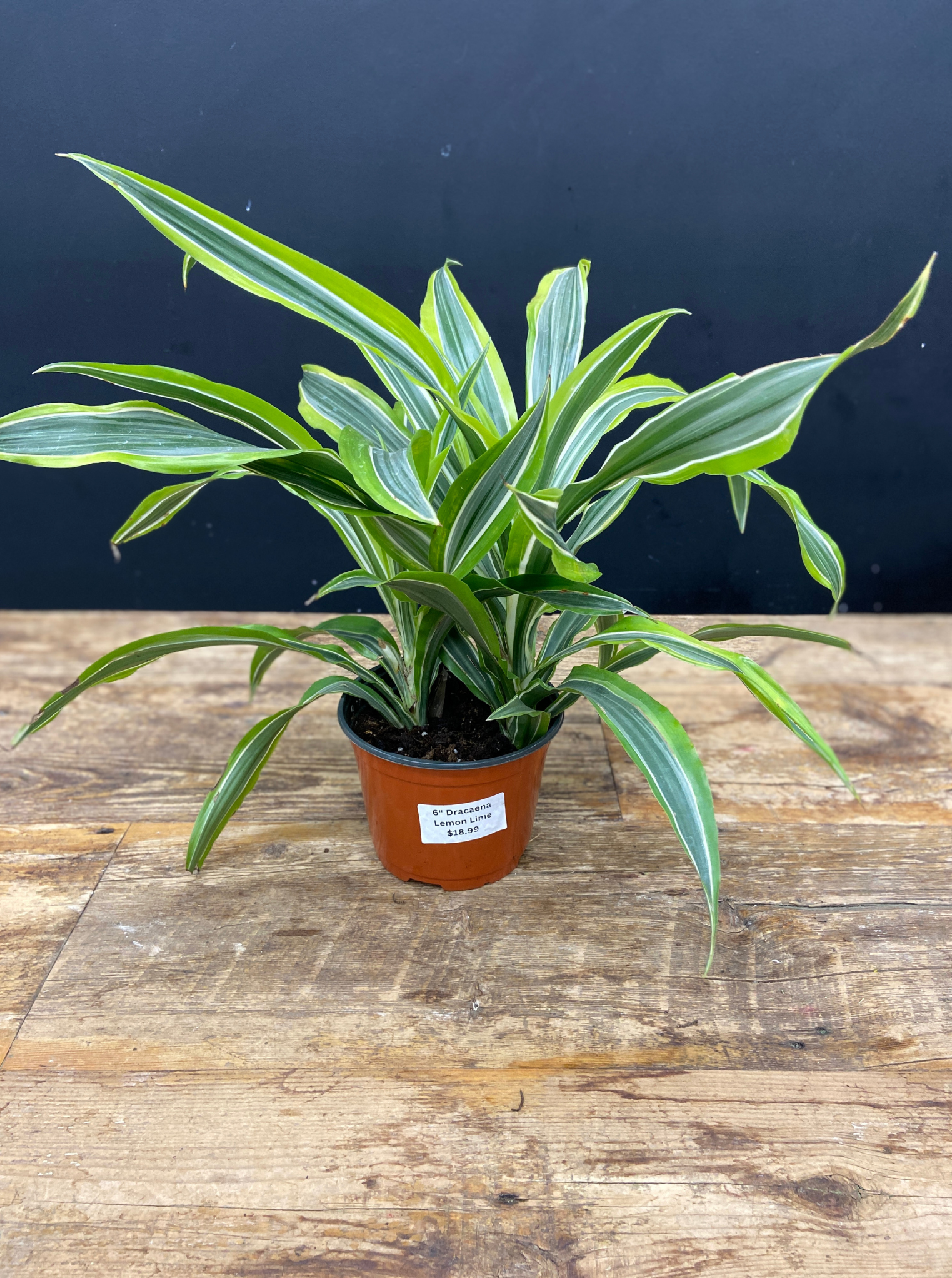 plant picture