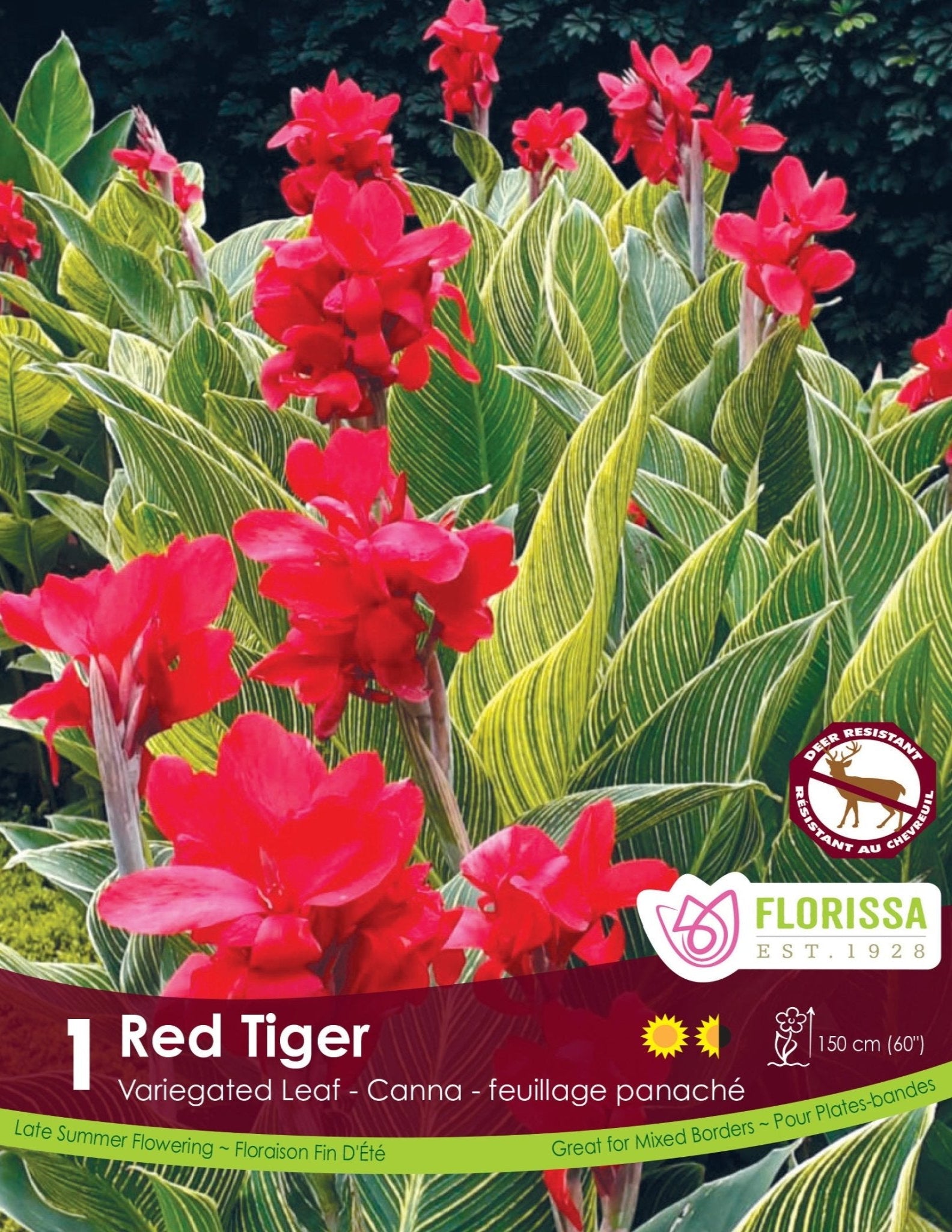 Canna - Red Tiger - Satellite Garden Centre