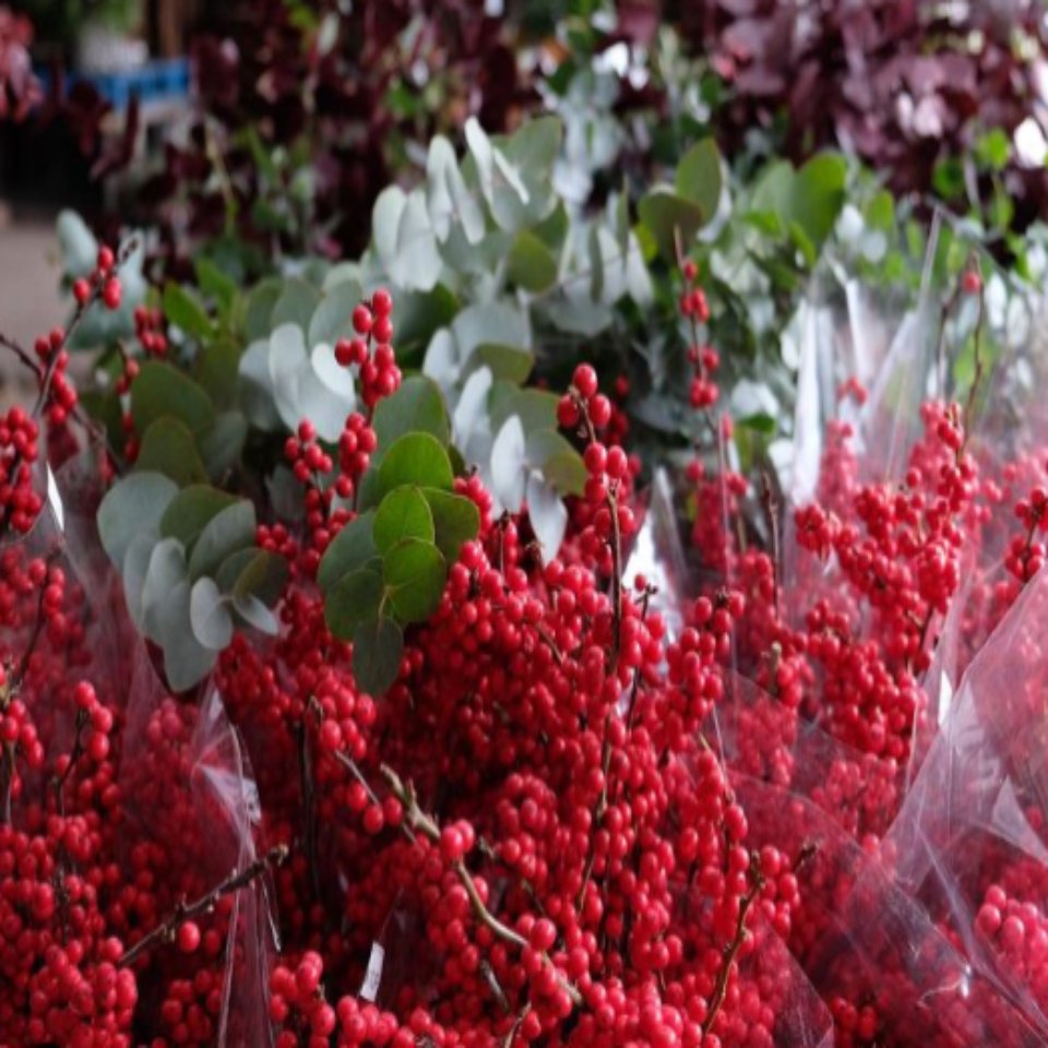 Christmas #10 - Satellite Garden Centre